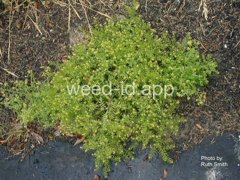yellowcress, western